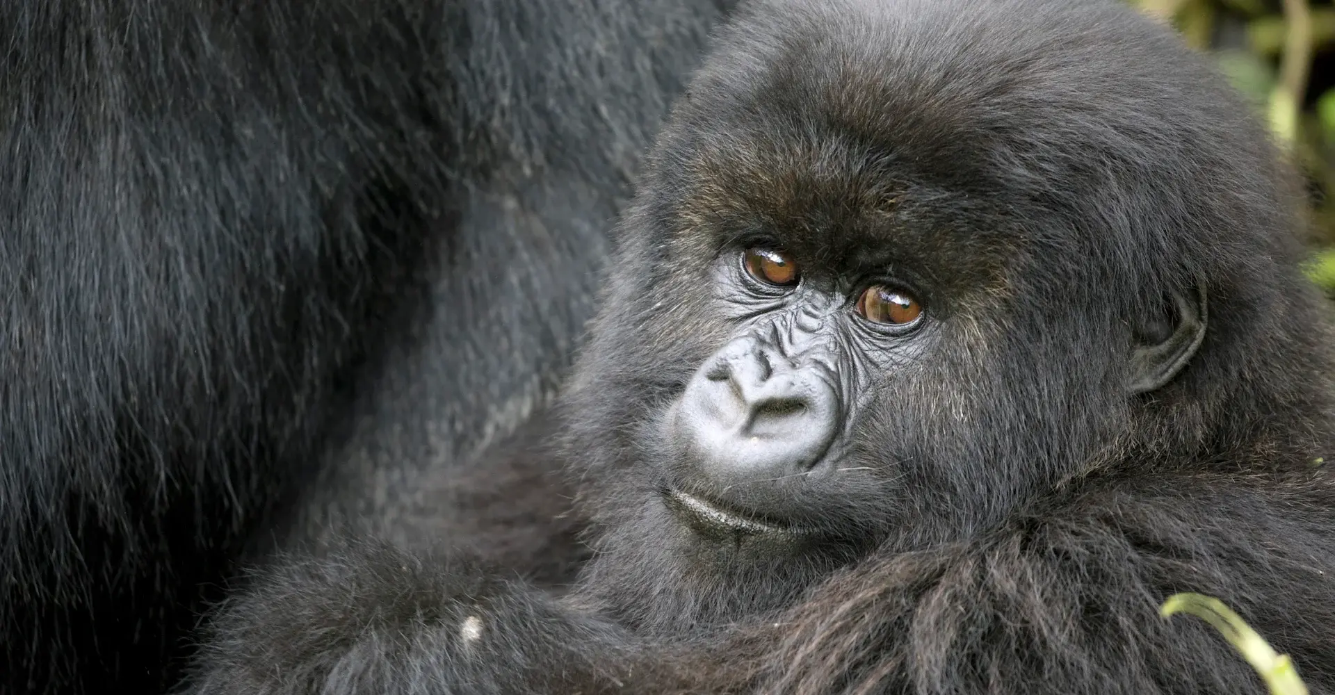 IMG_2557_CW_UgandaExtension