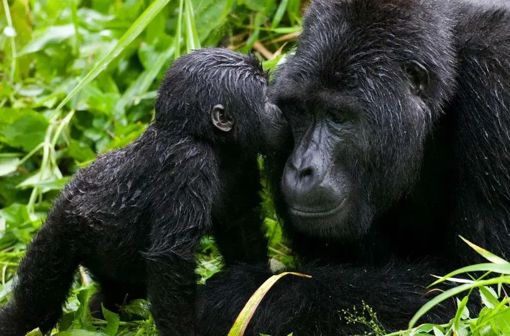 Uganda-mountain-gorillas-1024x675