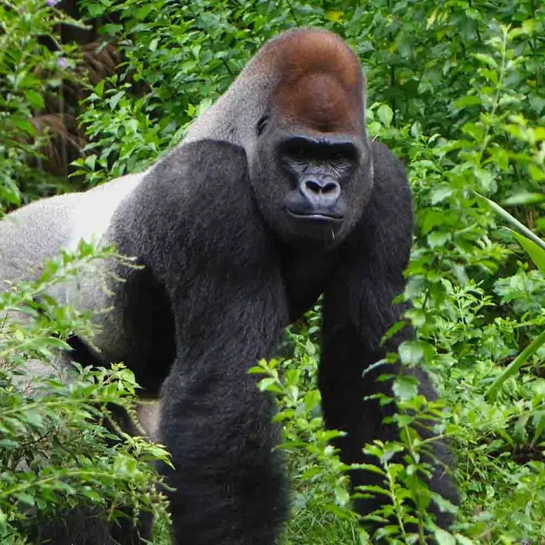 uganda-gorilla-trekking1-sh-64c3f9a34ea03